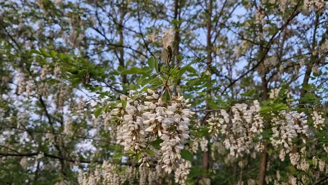Blooming black locust acacia tree, closeup of white flowers in the spring forest. Close up of robinia pseudoacacia cluster blossom on the  twig