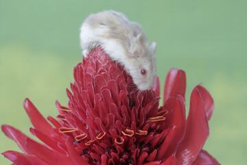 A Campbell dwarf hamster is hunting for small insects in a torch ginger flower in full bloom. This rodent has the scientific name Phodopus campbelli.
