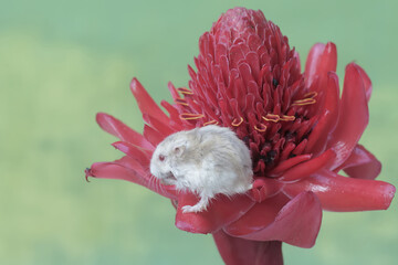 A Campbell dwarf hamster is hunting for small insects in a torch ginger flower in full bloom. This rodent has the scientific name Phodopus campbelli.
