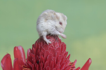 A Campbell dwarf hamster is hunting for small insects in a torch ginger flower in full bloom. This...