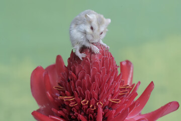 A Campbell dwarf hamster is hunting for small insects in a torch ginger flower in full bloom. This rodent has the scientific name Phodopus campbelli.
