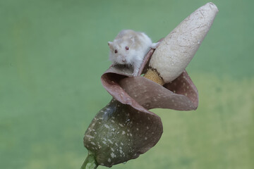 A Campbell dwarf hamster is hunting for small insects in a wildflower. This rodent has the...