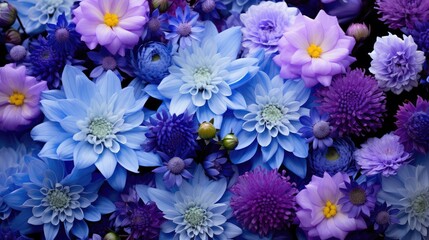 hyacinth purple and blue flowers