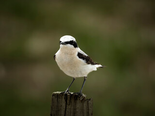 Wagtail or  Northern Wheatear  bird watching the surroundings with curious eyes