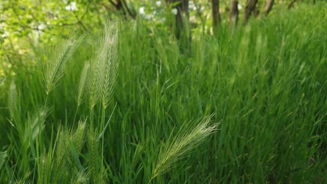 Closeup foxtail plant ear blooms on a picturesque summer meadow.  Greening diaspore vegetation sway in the wind. Idyllic rural nature, green spring grassland