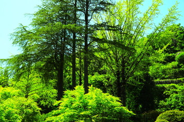 春の日差しに光輝く新緑の木々