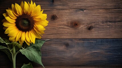 sunflower flowers dark wood