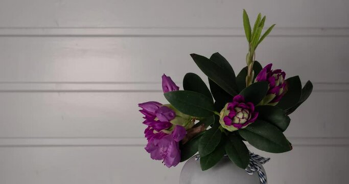 Rhododendronbl&uuml;ten erholen sich in der Vase. 8 Stunden Zeitraffer auf 18 Sekunden gerafft.