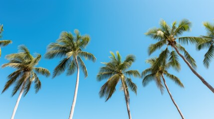 cluster palm trees blue sky