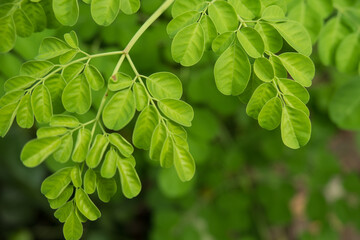 Moringa oleifera leaves in close up photo