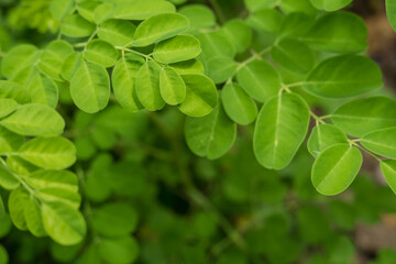 Moringa oleifera leaves in close up photo