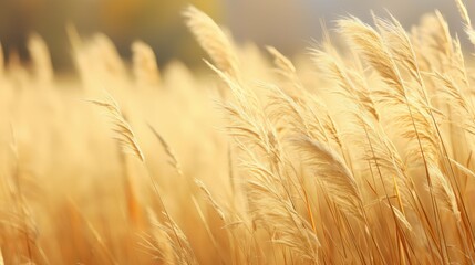 Fototapeta premium vast tall yellow grass