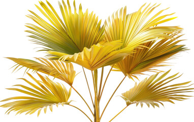 Yellow Palm Ornamental Plant isolated on Transparent background.
