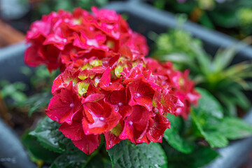 garden hydrangea multi-colored bright in box