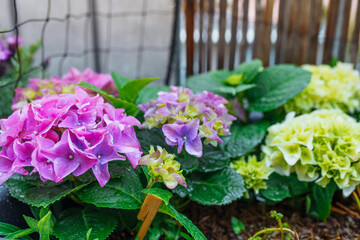 garden hydrangea multi-colored bright in box