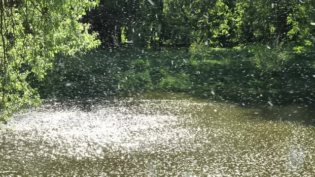 Chaotic movement of poplar fluff in the air over the river.
This movement of poplar fluff resembles a beautiful snowfall. This fluff causes allergies.
