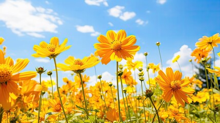 bright yellow flower border