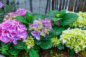 garden hydrangea multi-colored bright in box