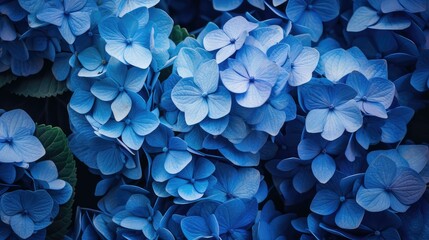 clustered blue plants