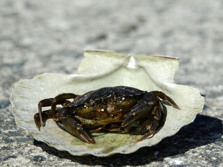 crabe dans coquille saint-jacques