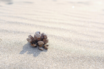 砂の上に置かれた松ぼっくり 夏の海 青い空の思い出