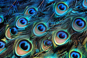 A vibrant and exotic background featuring a peacock feather pattern with rich blues and greens, highlighted by natural iridescence.