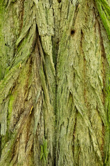 A close-up view of the bark of a tree