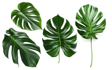 Lush Palm Leaves isolated on Transparent background.