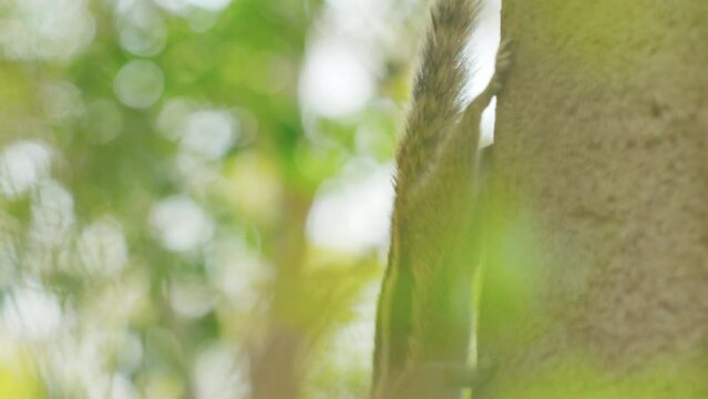 Indian palm squirrel feeding in tree. India. Indian palm squirrel or three-striped palm squirrel - Funambulus palmarum - is a species of rodent in the family Sciuridae found naturally in India (south