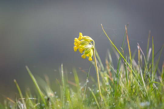 A close up of a pretty cowslip flower on a sunny spring morning, with a shallow depth of field