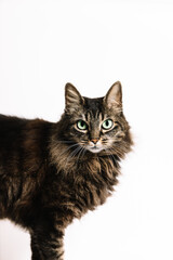Vertical photo portrait of a majestic tabby cat with striking green eyes. Animals concept.