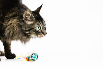 Horizontal photo tabby cat intrigued by a colorful toy on white background. Animals concept.