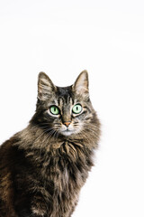 Vertical photo intense green-eyed tabby cat portrait on white background. Animals concept.