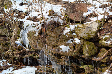 Snowy Forest Path with Rocks