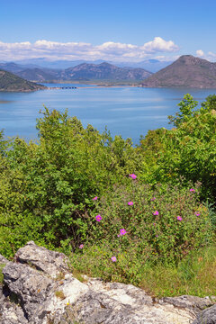 Beautiful summer landscape. Montenegro, view of Skadar Lake National Park and Lake Skadar