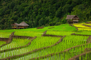 Rice Field. rice terraces. Ban Pa Bong Piang, Thailand.