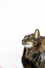 Vertical photo thoughtful tabby cat looking upward on white background. Animals concept.