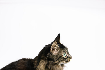 Horizontal photo alert tabby cat with a watchful gaze on white background. Animals concept.