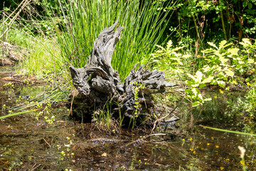 Stump root in a marsh overgrown with water grass on a beautiful sunny day