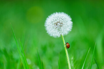 A beautiful ladybug perches on dandelion fluff, surrounded by lush green grass in a natural grassland landscape. Fluffy dandelion flower with stem and red Ladybug.