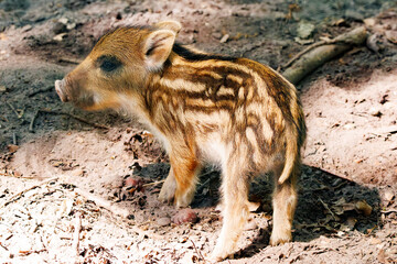 Wildschwein