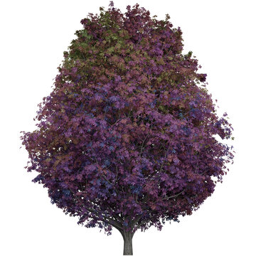 Large Lush Trees That Are Beautiful And Pleasant