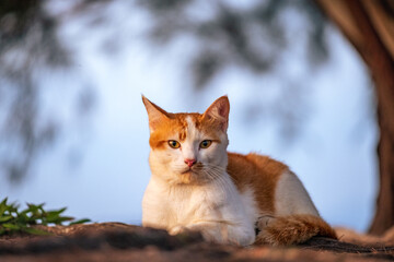 picture of wild cat as object
