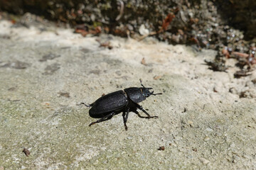 A black beetle on its way to its goal and destiny in nature