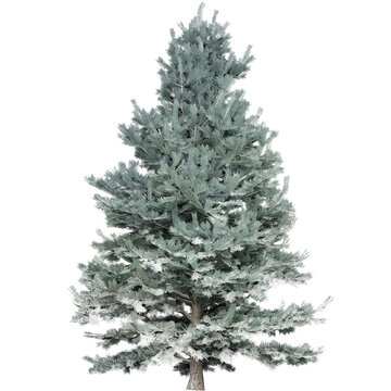 Lush Snowy Pine Trees That Are Beautiful And Delightful