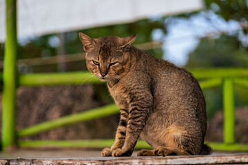 picture of wild cat as object