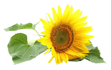 Sunflower, Vibrant Sunflower Blooms isolated on Transparent background.