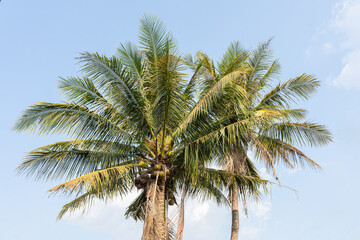Tropical Paradise: Coconut and Palm Trees against a Blue Sky