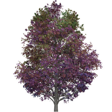 Large Lush Trees That Are Beautiful And Pleasant