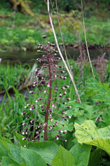Butterbur plant at the end of the growing season, Derbyshire England
